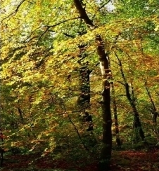 Nov izdelek: hidroksipropil tetrahidropiran triol (topen v olju)